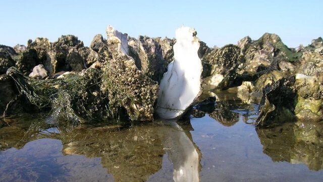 Hoe een geïmporteerde oestersoort onze eigen platte oester redde