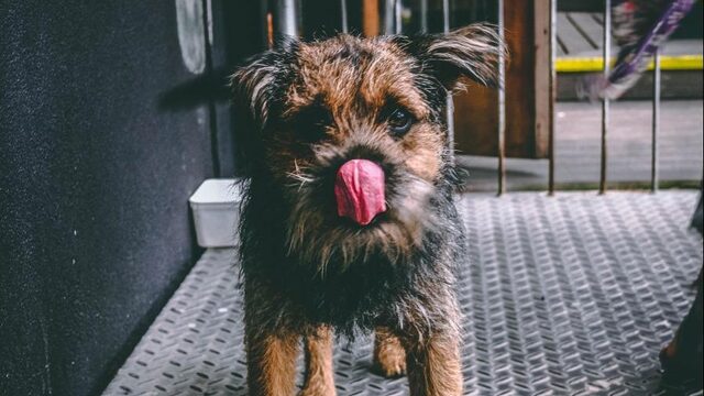 Waarom je hond beter niet je gezicht kan likken