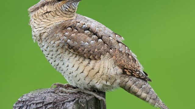 De nieuwe Vogelatlas brengt verdwenen en bedreigde vogels in kaart