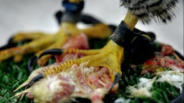 Deze Dag Toen: Eerste vogel voorzien van ringetje
