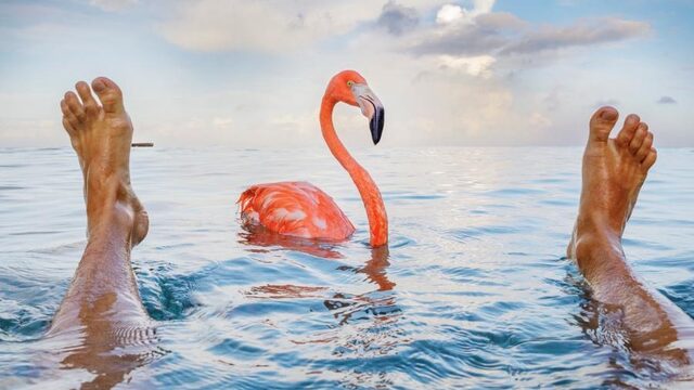 Bob de flamingo is beroemd op Curaçao