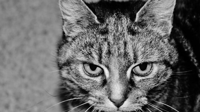 Ziekteverspreidende katten kosten Australische economie elk jaar miljarden