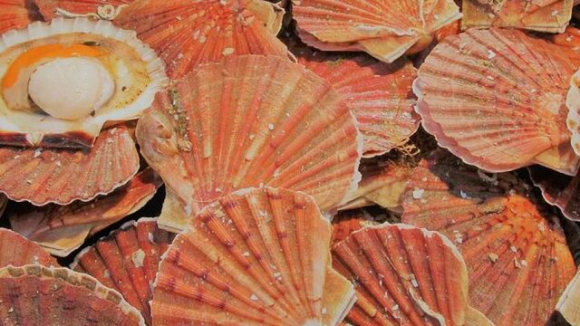 First Plates: coquilles met vanille en gember