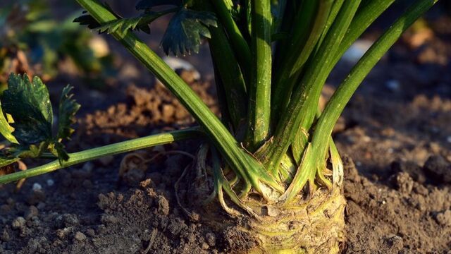 Joël Broekaert: 'Planten hebben een veel grotere plek in ons dieet dan we beseffen'