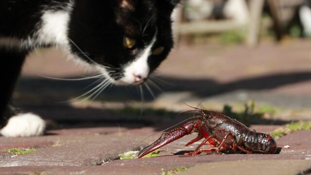 Bestrijding Amerikaanse rivierkreeft: een helse en kostbare klus