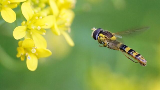 'Iedere luisteraar zou één keer in zijn leven een bedevaart naar Montbard moeten ondernemen'