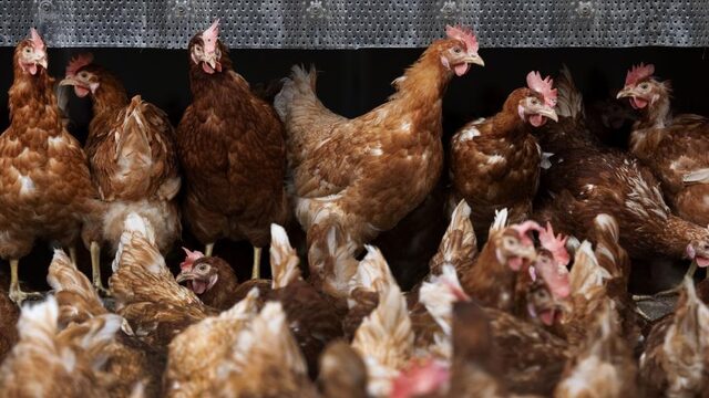 Ophokplicht voor pluimveebedrijven met 250 of meer dieren vanwege vogelgriep