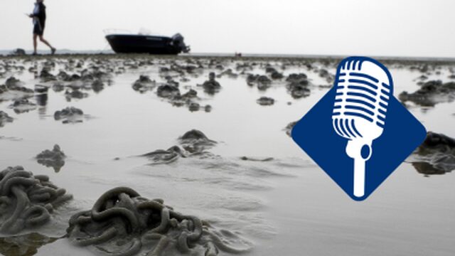 Podcast #DeDag: Waardoor gaat het zo slecht met de Wadden?