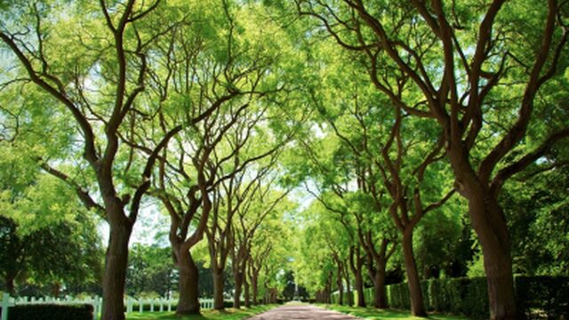 Moeten bomen boeten voor ons roekeloze rijgedrag?