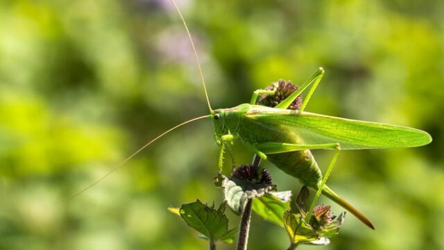 Sprinkhanen in de tuin? Hierdoor komt dat