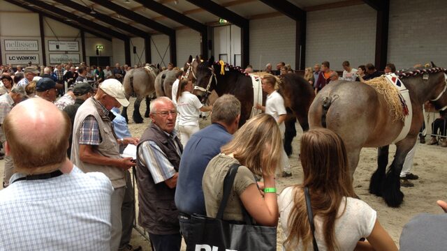Gecoupeerde trekpaarden worden worst