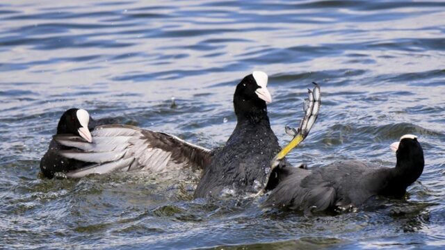 'Meerkoeten zijn net mensen'