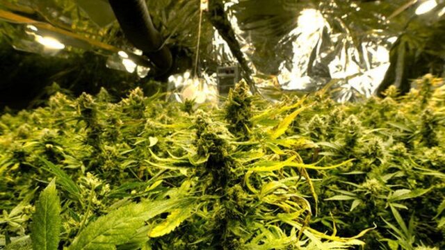 Belangrijk rapport over wietteelt blijkt gebaseerd op dubieuze bron