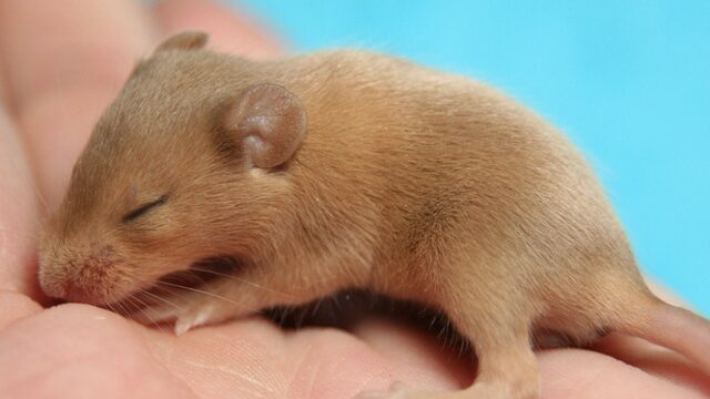 Baby's maken met twee moeders