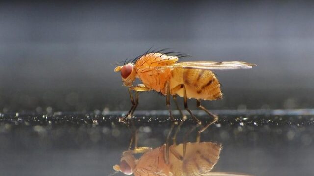 Zelfs van een fruitvliegje is een robot gemaakt