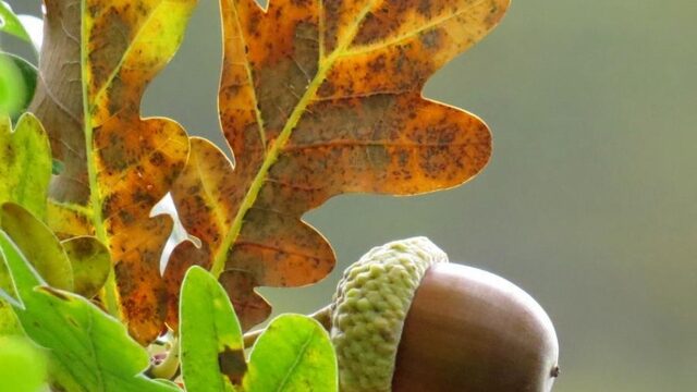 Dit wist je nog niet over eikels!