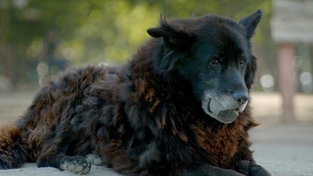 IDFA Report #4 - Los Reyes: documentaire over twee zwerfhonden