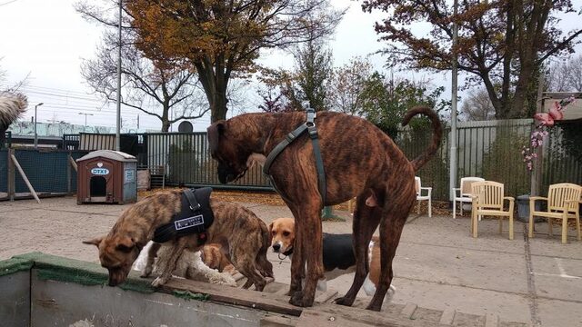 Wat gemeenten doen om hondenbeten te voorkomen