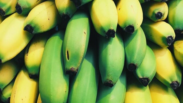 Eerste bananen van Nederlandse bodem geoogst