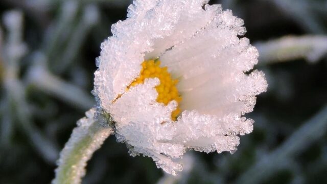 Ook in de winter kun je bloeiende planten vinden