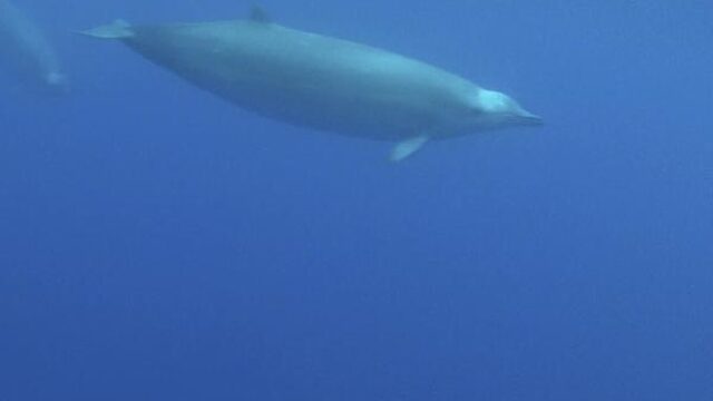 Eerste onderwaterbeelden van zeldzame spitssnuitdolfijn