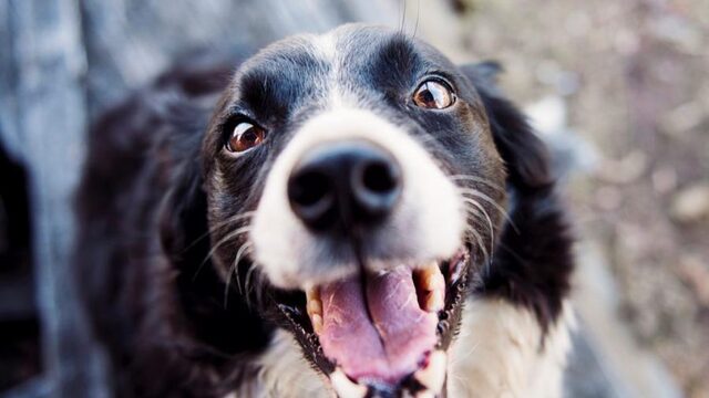 Zijn kwispelende honden echt zo blij?