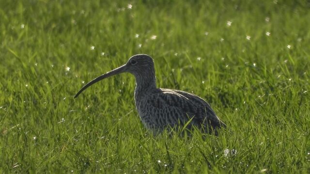 De bedreigde wulp is vogelsoort van 2019