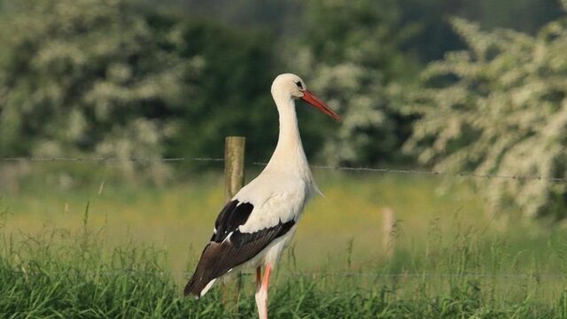 Ooievaars overwinteren in Nederland