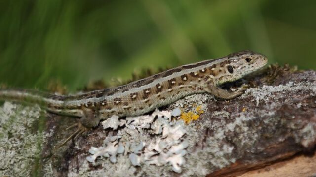 Reptielen plat gewalst door mountainbikers