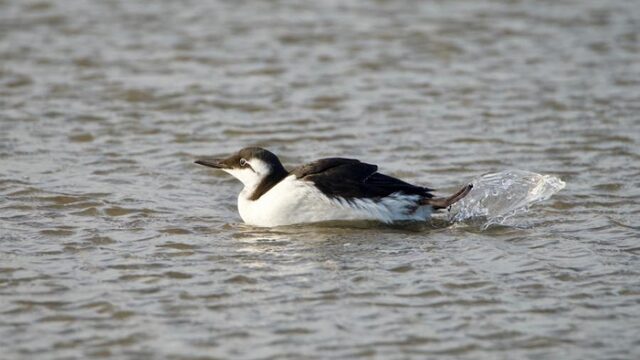 Dode en verzwakte zeekoeten langs de kust