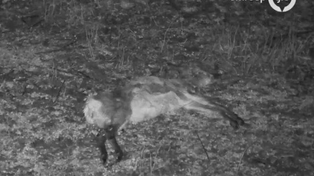 Viral van de Week: kijken naar een dood hert