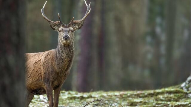 'Jagers vinden dieren doodschieten kennelijk een mensenrecht'