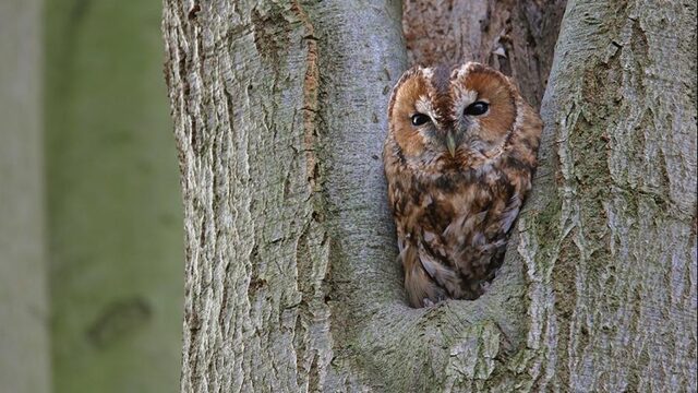 Beleef de Lente: zie vogels broeden en eitjes uitkomen!