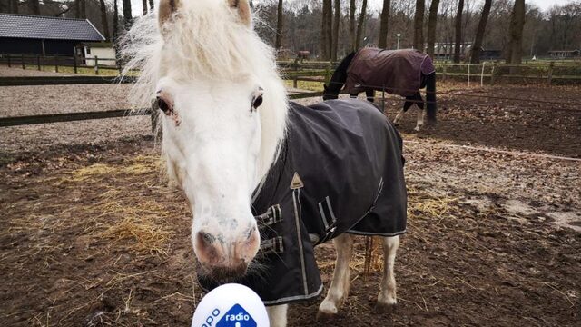 Advies voor eenzame paarden