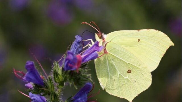 Heb jij ook al zoveel vlinders in de tuin?