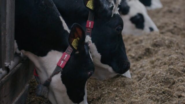 Als burger boer worden? Zo doe je dat