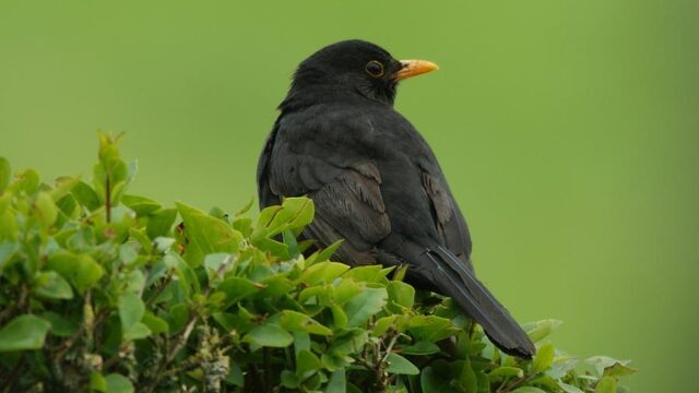 'Beschouw Nederland als een dier dat gewond is'