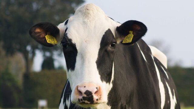 Gif in mest is bedreiging voor insecten en weidevogels
