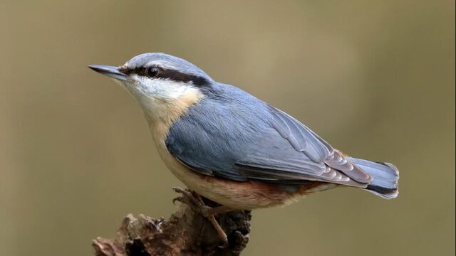 Zo herken jij vogels in de tuin!