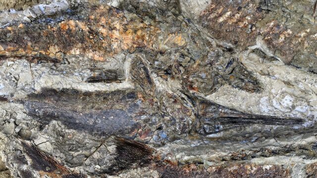 Prehistorisch Pompeii bewijst doodsoorzaak dinosaurus