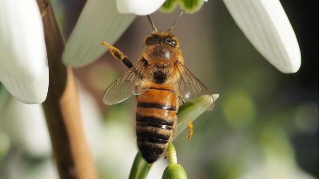 Honingbijen concureren met wilde bijen