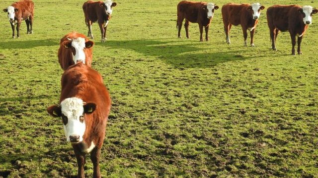 Deze koe redt de landbouw op zompige grond