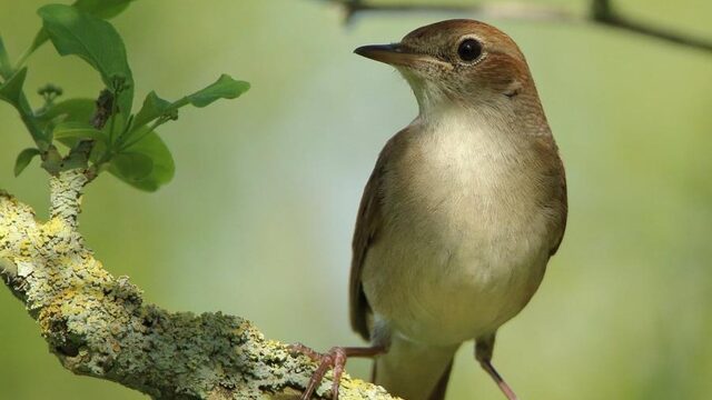 Het nationale vogelconcert: een rustgevend genot voor het oor