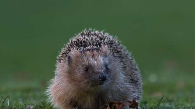 Zo maak jij jouw tuin egelvriendelijk