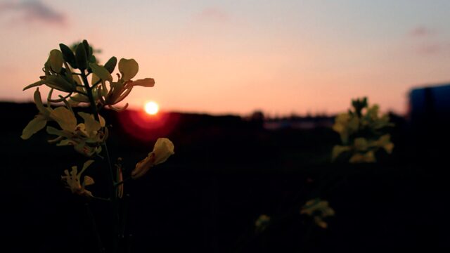 Een intieme, manipulatieve relatie met een plant