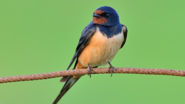 De vogeltrek: de grootste volksverhuizing ter wereld