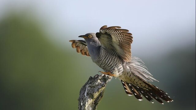 'Waarom buigen vogelknieën de andere kant op?'