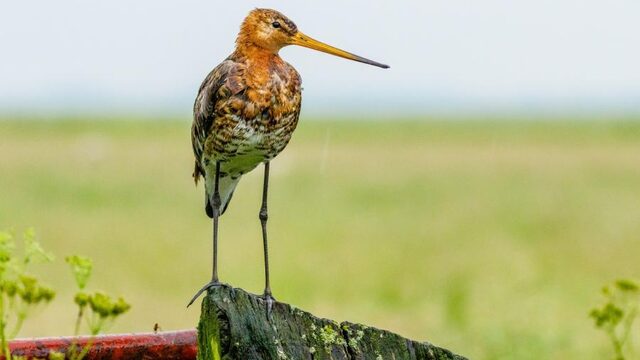 Gruttovrouwtje Madrigalejo krijgt maar geen kuikens: lukt het haar dit jaar wel?