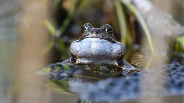 De Amerikaanse hondsvis houdt huis en bedreigt amfibieën