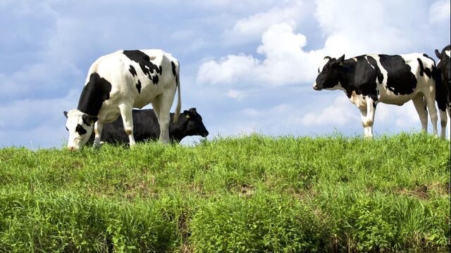 Zo zorg je dat een koe minder scheten laat